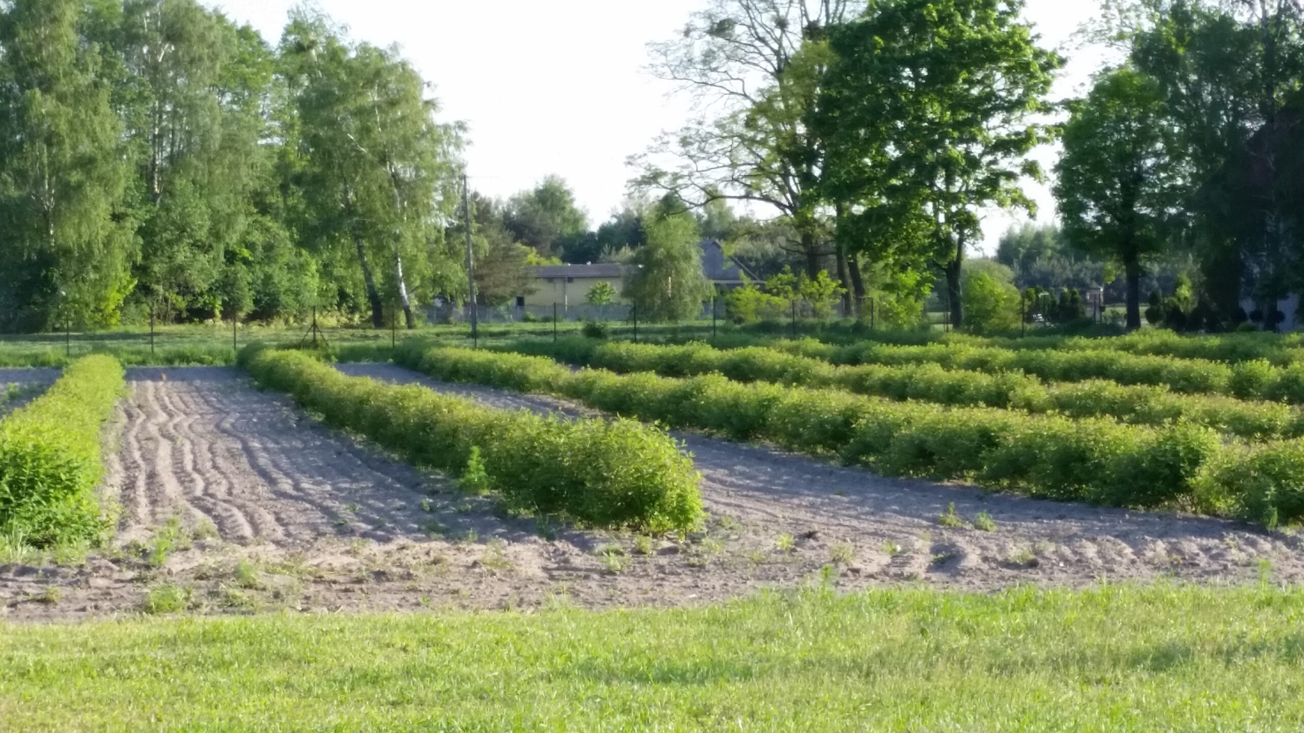 Początki plantacji - międzyrzędzia jeszcze nie obsiane trawą