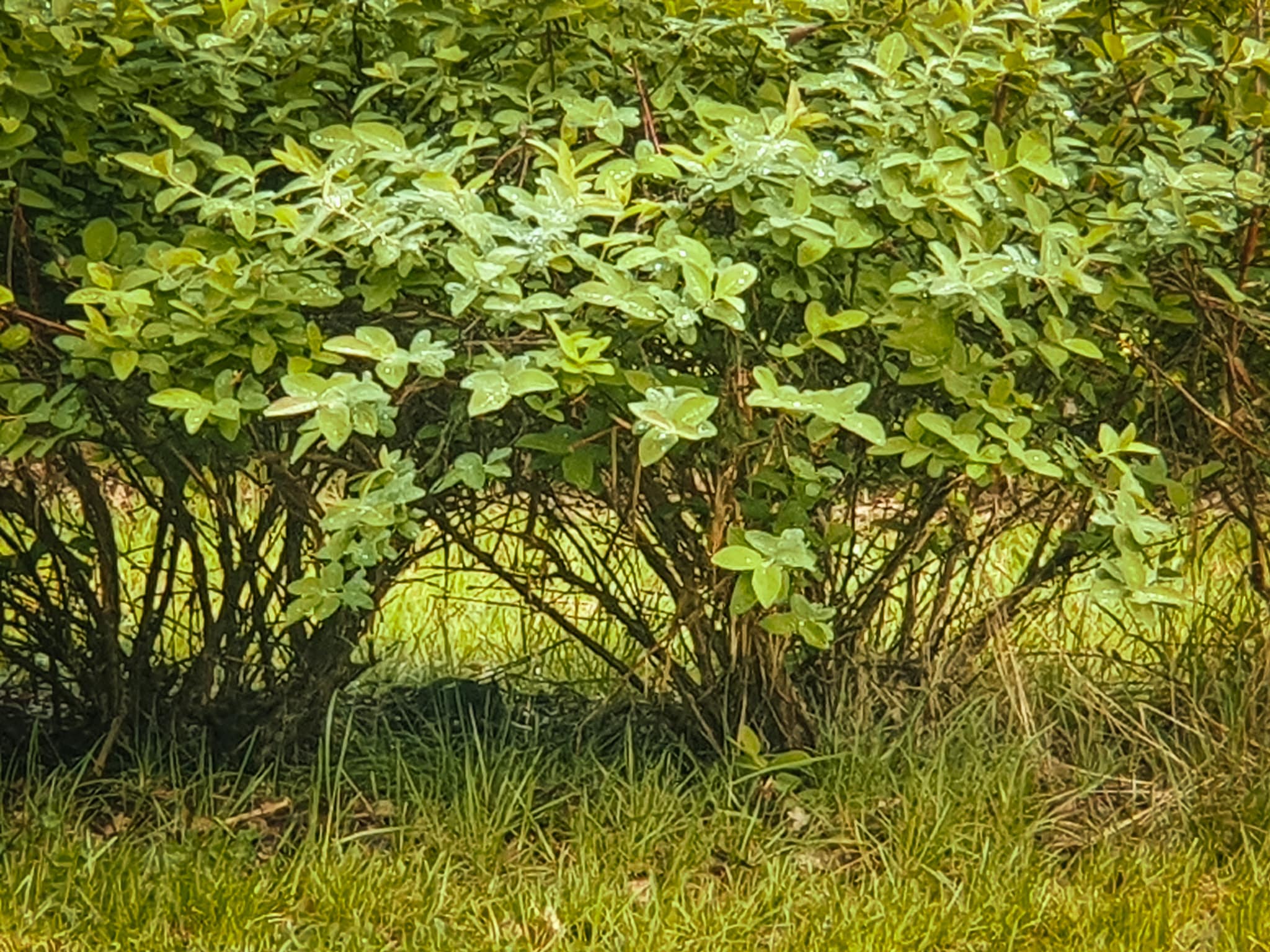 Podcięcie krzaków od dołu ułatwia zbiór